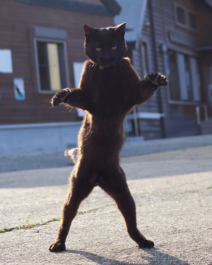 This Japanese Photographer Specializes In Shooting Ninja Cats, And The Result Is Too Purrfect