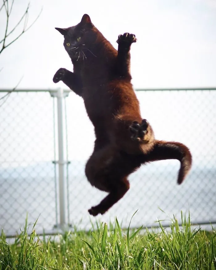 Este fotógrafo japonés está especializado en retratar a gatos haciendo artes marciales
