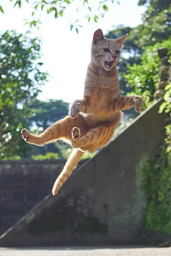 This Japanese Photographer Specializes In Shooting Ninja Cats, And The Result Is Too Purrfect