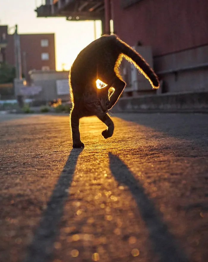 Este fotógrafo japonés está especializado en retratar a gatos haciendo artes marciales