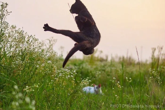 Este fotógrafo japonés está especializado en retratar a gatos haciendo artes marciales