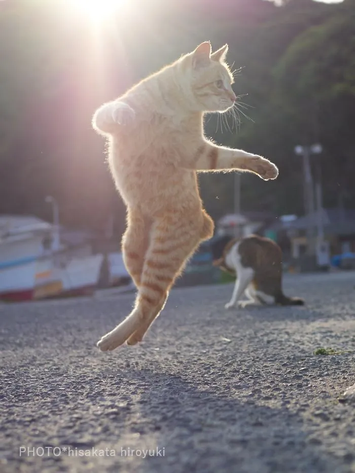 This Japanese Photographer Specializes In Shooting Ninja Cats, And The Result Is Too Purrfect