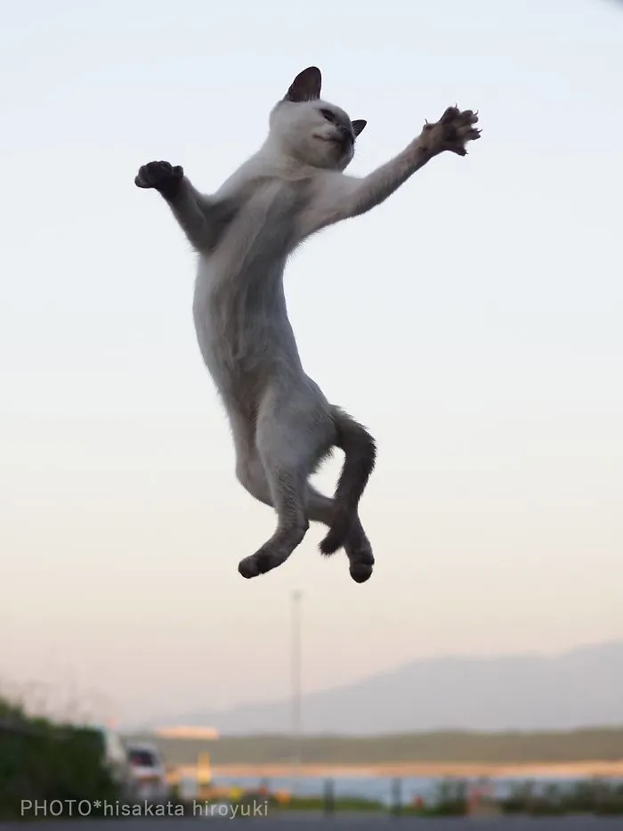 This Japanese Photographer Specializes In Shooting Ninja Cats, And The Result Is Too Purrfect