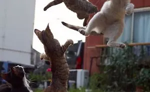 This Japanese Photographer Specializes In Shooting Ninja Cats, And The Result Is Too Purrfect