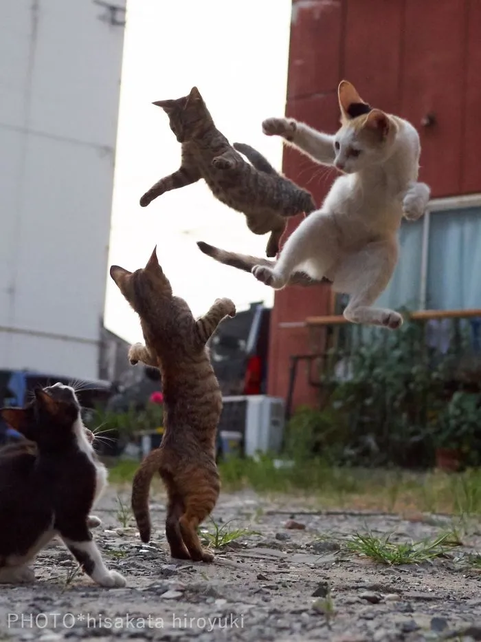 Este fotógrafo japonés está especializado en retratar a gatos haciendo artes marciales