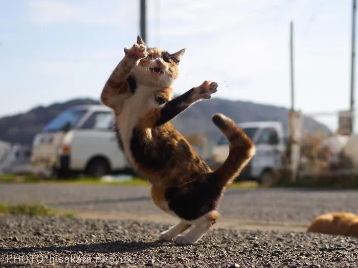 Este fotógrafo japonés está especializado en retratar a gatos haciendo artes marciales