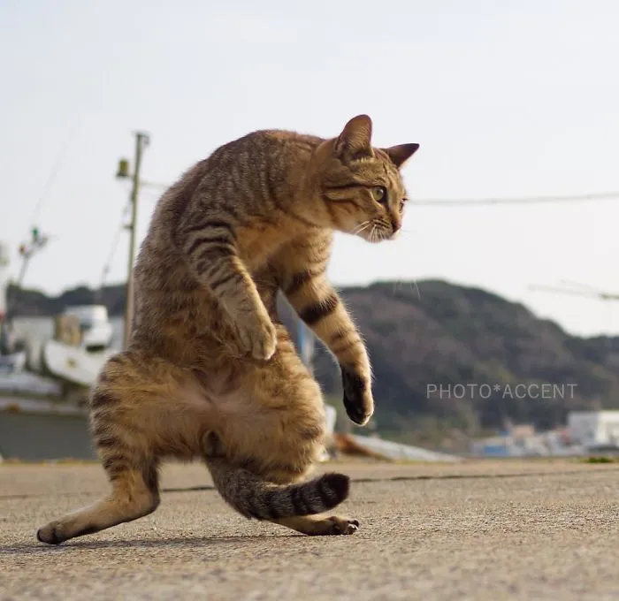 This Japanese Photographer Specializes In Shooting Ninja Cats, And The Result Is Too Purrfect