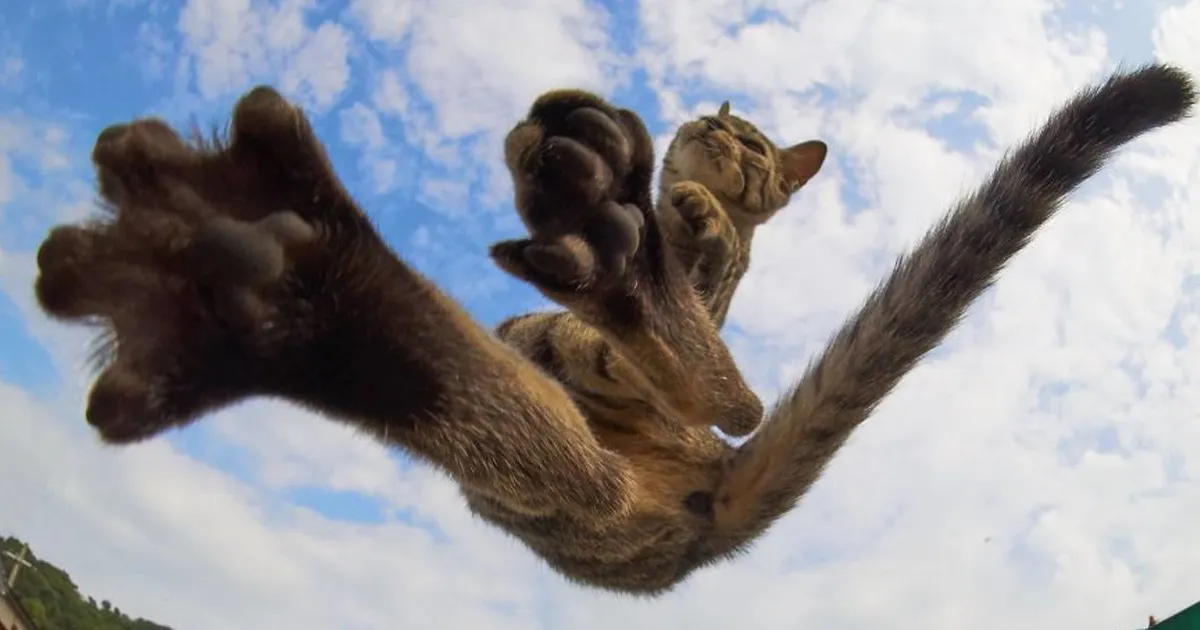 Este fotógrafo japonés está especializado en retratar a gatos haciendo artes marciales