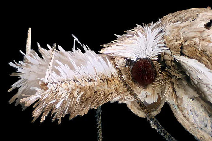 Polilla diminuta, Rostock, imagen distinguida