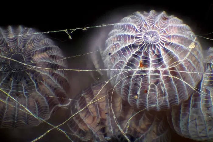 Huevos de polilla en una telaraña, Illinois, imagen distinguida