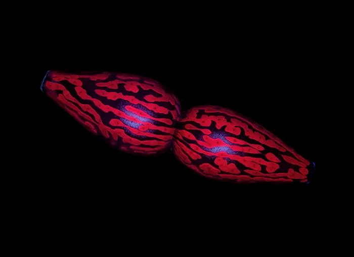 Pleurotaenium Ovatum, Panama, Image Of Distinction