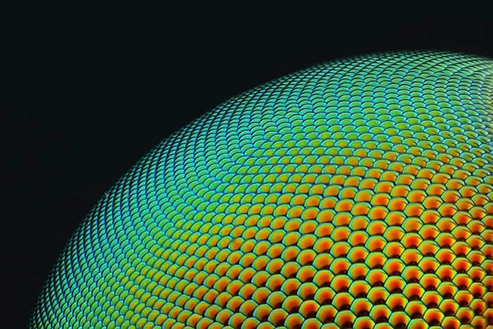 Ojo de mosca asílida, Abu Dhabi, imagen distinguida