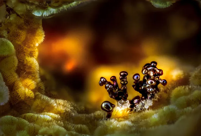 Nsutite And Cacoxenite (Minerals), Madrid, Image Of Distinction