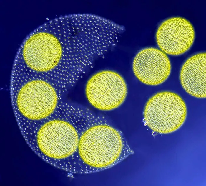 Alga volvox liberando sus colonias, Nantes, 3º premio
