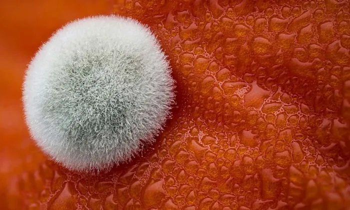 Moho sobre un tomate, Netanya, 5º premio