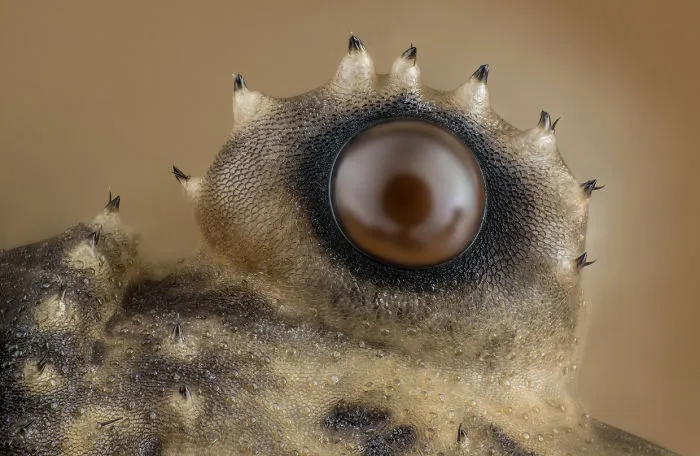 Ojo de opiliones, Washington, 12º puesto