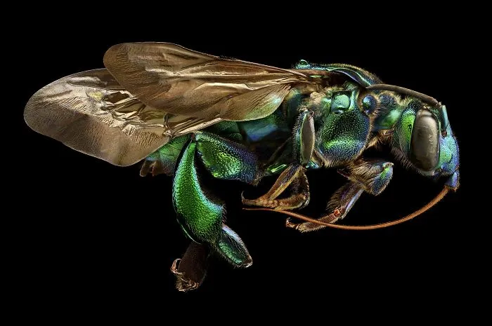 Exaerete Frontalis From The Collections Of The Oxford University Museum Of Natural History, Ramsbury, 13th Place