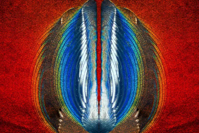 Plastic Fracturing On Credit Card Hologram, Texas, 11th Place