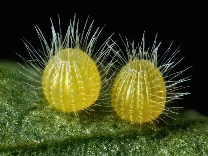 Common Mestra Butterfly Eggs, Laid On A Leaf Of Tragia Sp., Texas, 14th Place