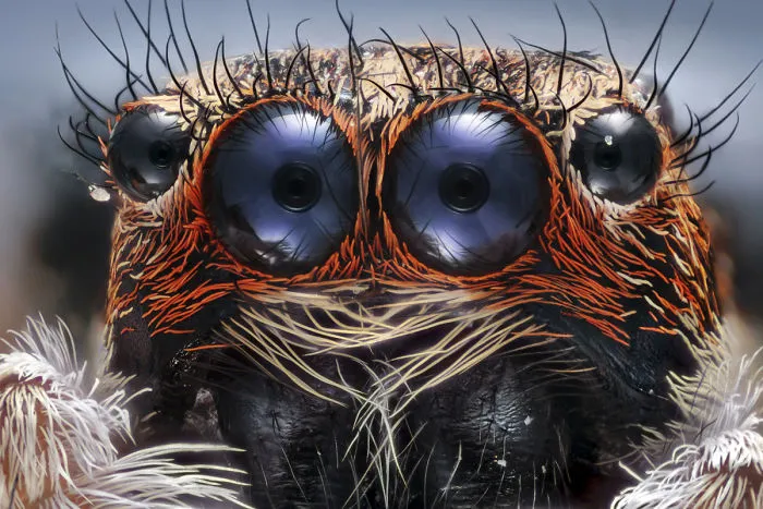 Araña saltadora, Estambul, mención de honor