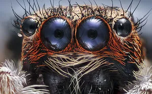 2017 Nikon Macro Photo Contest Winners Show The World Like You’ve Never Seen Before