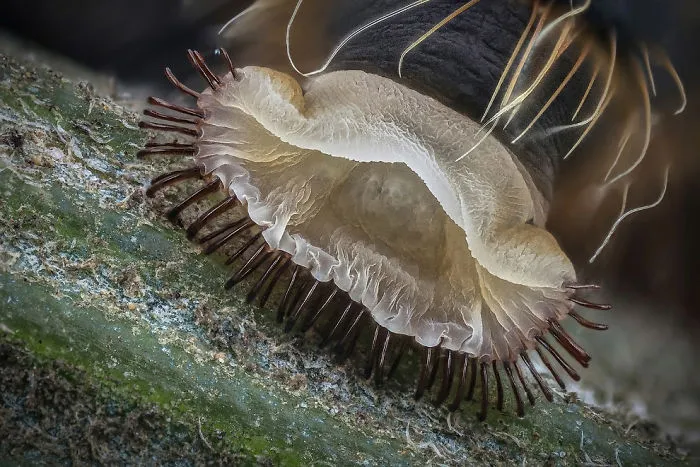 Falsa pata abdominal de una oruga, Netanya, imagen distinguida