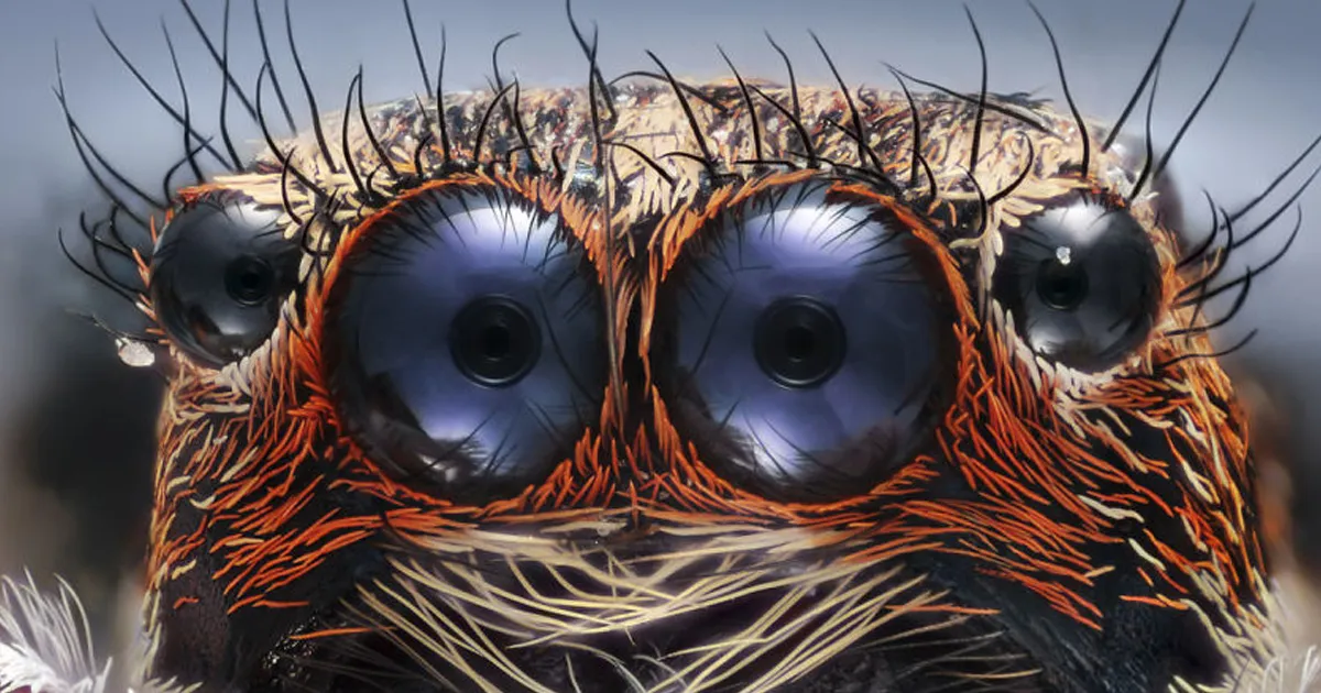 Los ganadores del concurso de fotografía macro de Nikon 2017 te muestran el mundo como nunca lo habías visto