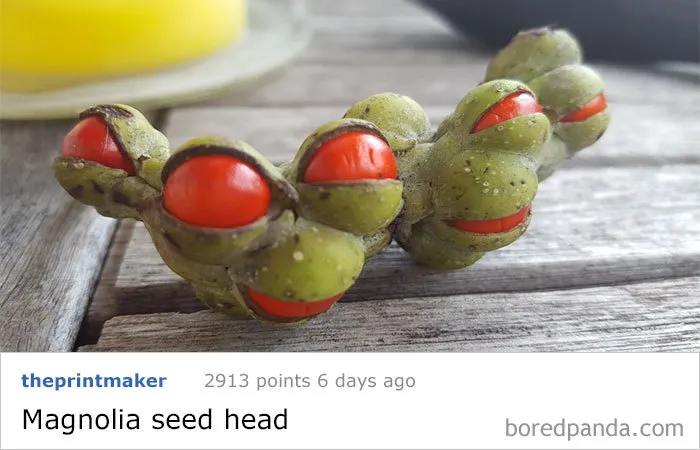 Took This Weird Bean Home, Now It's Opening Up And Has Me More Puzzled. What Is This Thing?