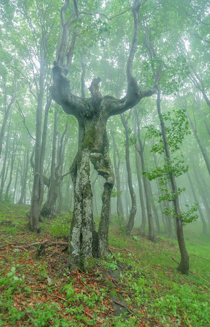 This Tree Looks Like An Ent