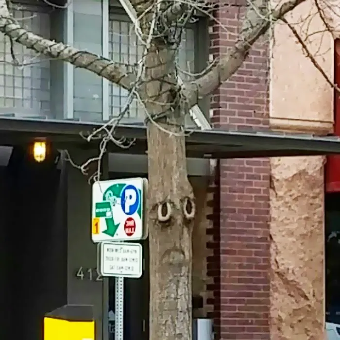 This Sad Tree