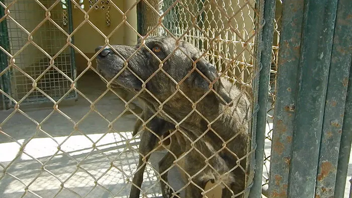 Rescued Dog React To Being Adopted