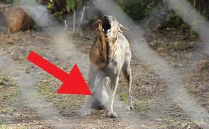 Dog Relieved From Enormous Tumor