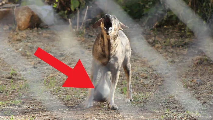 Dog Relieved From Enormous Tumor