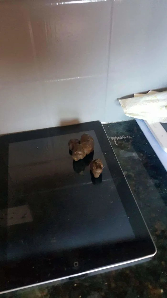 Ipood, My Cat Is An A@#hole.