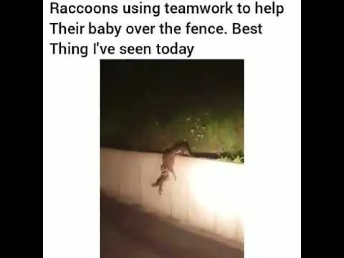 Raccoons Using Teamwork Yo Help Their Baby