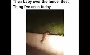 Raccoons Using Teamwork Yo Help Their Baby