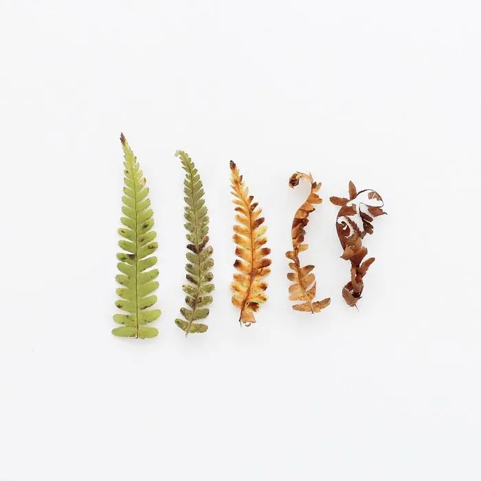 Satisfying Arrangements Of Everyday Objects By Caroline South