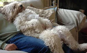 Share Photos Of Your Dogs Acting Like Humans