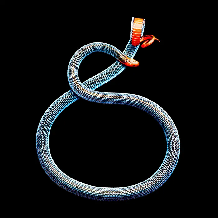 Photographer Gets Bitten By A Deadly Black Mamba, Still Manages To Finish The Photoshoot