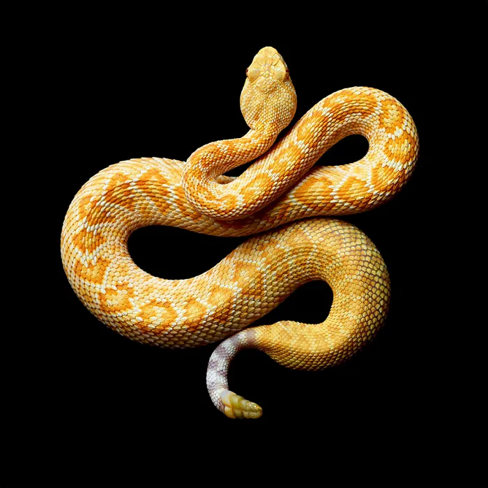 Photographer Gets Bitten By A Deadly Black Mamba, Still Manages To Finish The Photoshoot