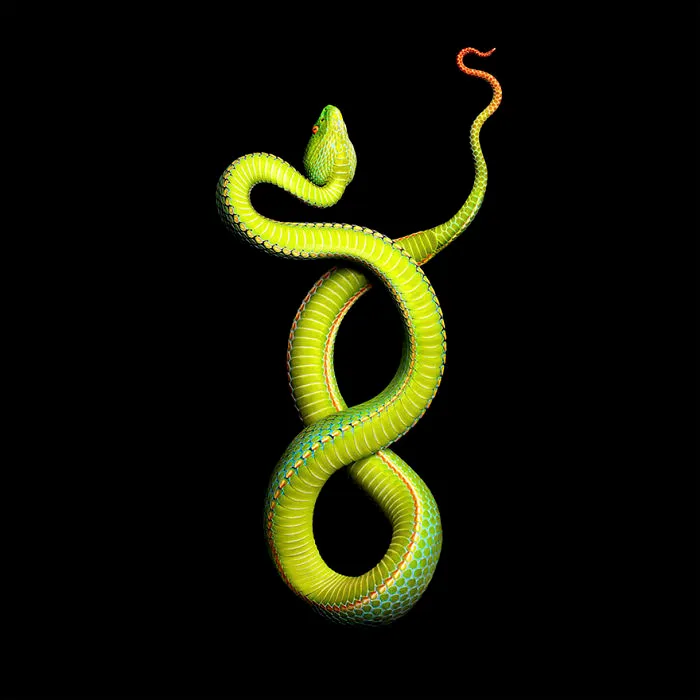 Photographer Gets Bitten By A Deadly Black Mamba, Still Manages To Finish The Photoshoot