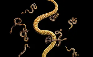 Photographer Gets Bitten By A Deadly Black Mamba, Still Manages To Finish The Photoshoot