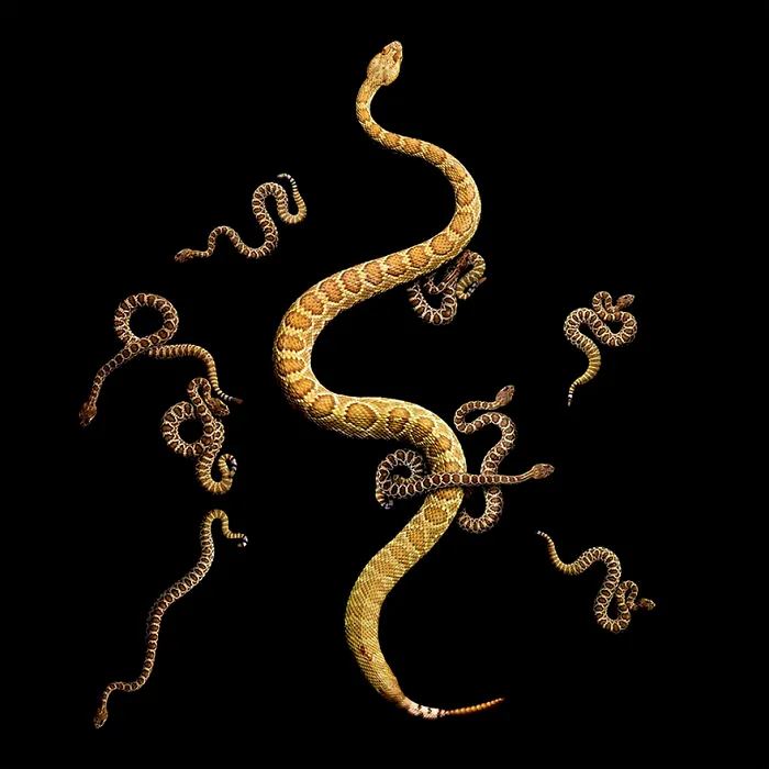 Photographer Gets Bitten By A Deadly Black Mamba, Still Manages To Finish The Photoshoot