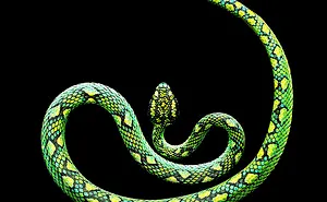 Photographer Gets Bitten By A Deadly Black Mamba, Still Manages To Finish The Photoshoot
