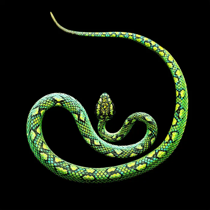 Photographer Gets Bitten By A Deadly Black Mamba, Still Manages To Finish The Photoshoot