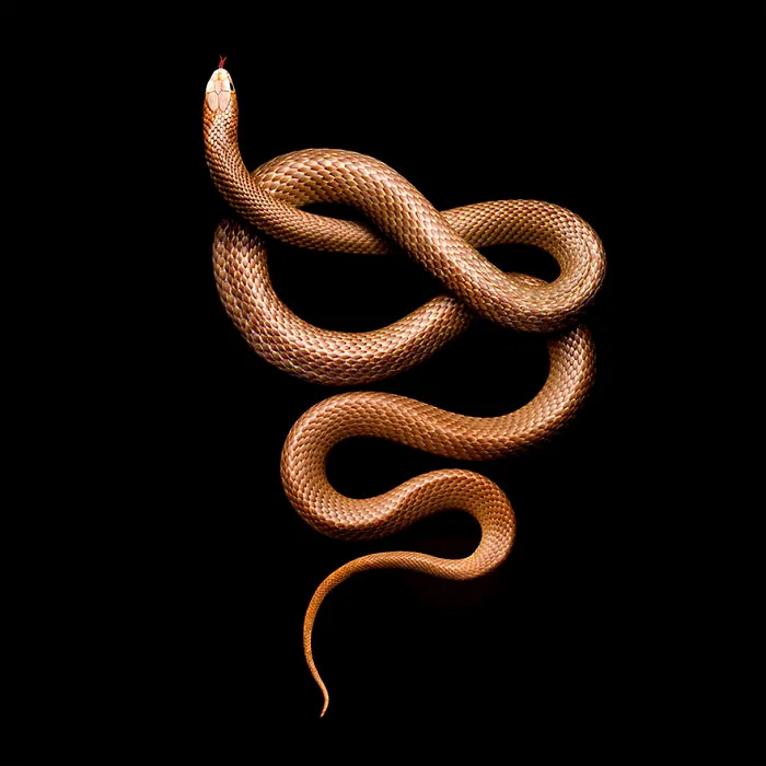 Photographer Gets Bitten By A Deadly Black Mamba, Still Manages To Finish The Photoshoot