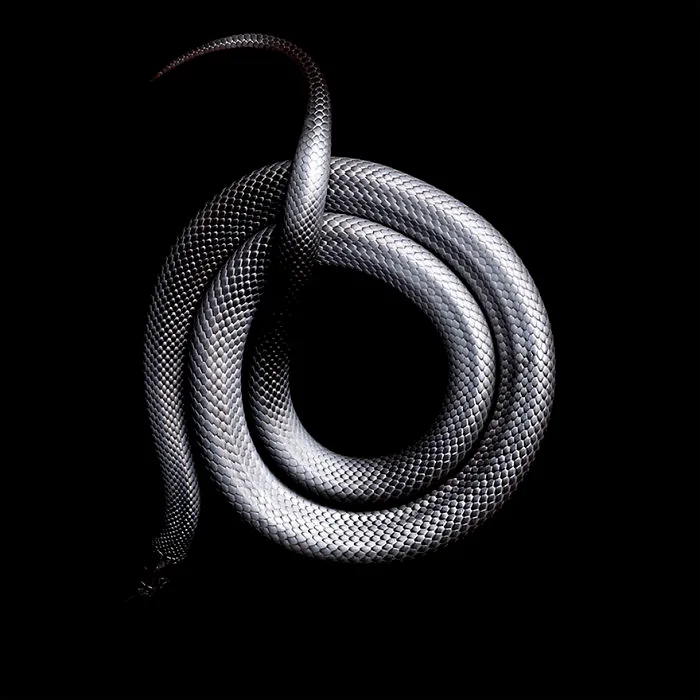 Photographer Gets Bitten By A Deadly Black Mamba, Still Manages To Finish The Photoshoot
