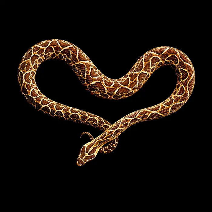 Photographer Gets Bitten By A Deadly Black Mamba, Still Manages To Finish The Photoshoot