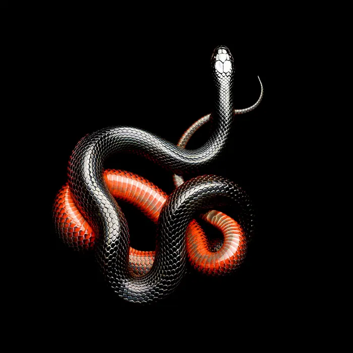 Photographer Gets Bitten By A Deadly Black Mamba, Still Manages To Finish The Photoshoot