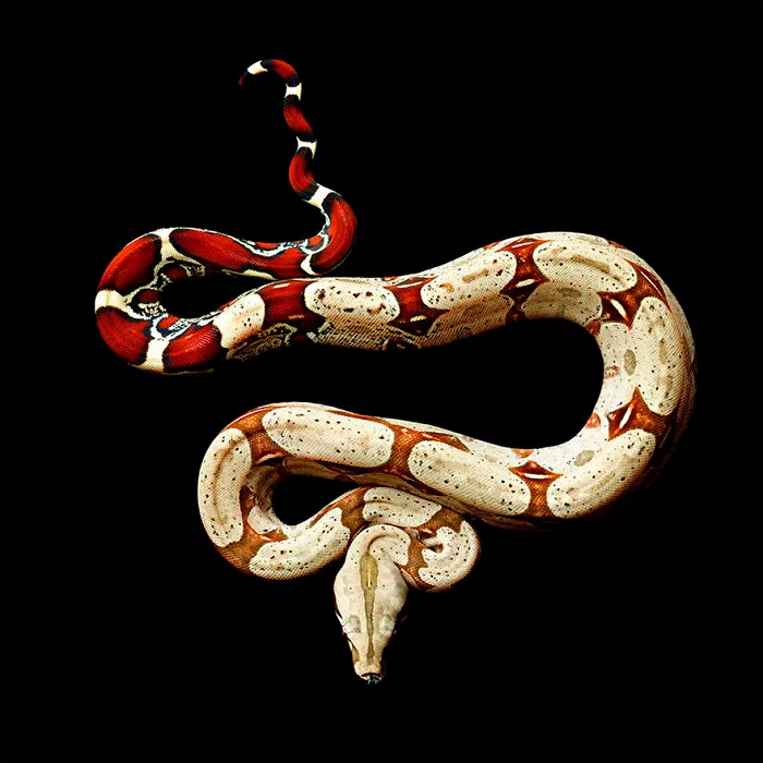 Photographer Gets Bitten By A Deadly Black Mamba, Still Manages To Finish The Photoshoot